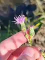 Cirsium creticum • کنگر شیرازی