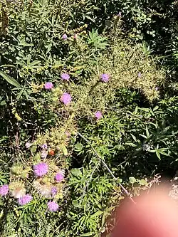 Cirsium creticum • کنگر شیرازی