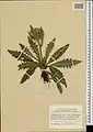 Cirsium rhizocephalum • کنگر چمنزار