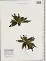 Cirsium rhizocephalum • کنگر چمنزار