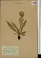 Cirsium rhizocephalum • کنگر چمنزار