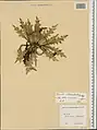 Cirsium rhizocephalum • کنگر چمنزار