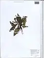 Cirsium rhizocephalum • کنگر چمنزار