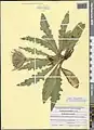 Cirsium rhizocephalum • کنگر چمنزار