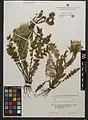 Cirsium rhizocephalum • کنگر چمنزار