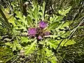 Cirsium rhizocephalum • کنگر چمنزار