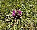 Cirsium rhizocephalum • کنگر چمنزار