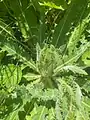 Cirsium rhizocephalum • کنگر چمنزار