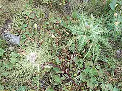 Cirsium rhizocephalum • کنگر چمنزار