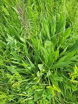 Cirsium canum • کنگر خاکستری