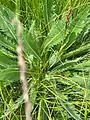 Cirsium canum • کنگر خاکستری