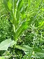 Cirsium canum • کنگر خاکستری