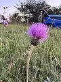 Cirsium canum • کنگر خاکستری