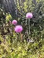 Cirsium canum • کنگر خاکستری
