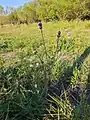 Cirsium canum • کنگر خاکستری