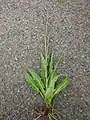 Cirsium canum • کنگر خاکستری