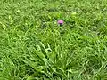 Cirsium canum • کنگر خاکستری