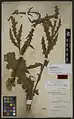 Cirsium glaberrimum • کنگر بدون کرک