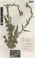 Cirsium glaberrimum • کنگر بدون کرک