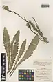 Cirsium glaberrimum • کنگر بدون کرک