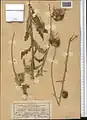 Carduus transcaspicus • تاتاری گچسری