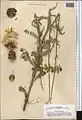 Carduus transcaspicus • تاتاری گچسری