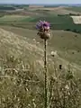 Carduus hamulosus • تاتاری خارپشتی