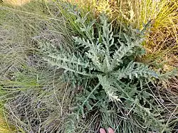 Carduus hamulosus • تاتاری خارپشتی