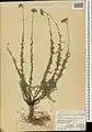 Achillea vermicularis • بومادران کوهستانی