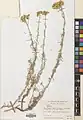 Achillea vermicularis • بومادران کوهستانی