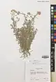 Achillea vermicularis • بومادران کوهستانی