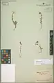 Achillea aucheri • بومادران دماوندی