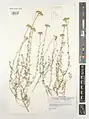 Achillea aucheri • بومادران دماوندی