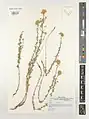 Achillea aucheri • بومادران دماوندی