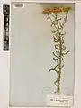 Achillea callichroa • بومادران باغی