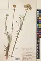 Achillea talagonica • بومادران طالقانی