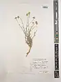 Achillea oligocephala • بومادران کم‌گل