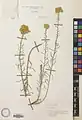 Achillea aleppica • بومادران کرمانشاهی
