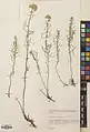 Achillea aleppica • بومادران کرمانشاهی