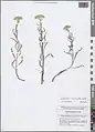 Achillea micrantha • بومادران زرد