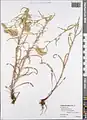 Achillea micrantha • بومادران زرد
