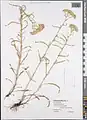 Achillea micrantha • بومادران زرد