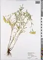 Achillea micrantha • بومادران زرد