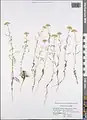 Achillea micrantha • بومادران زرد