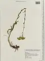 Achillea kellalensis • بومادران بختیاری