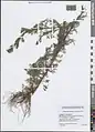 Artemisia scoparia • درمنه شرقی
