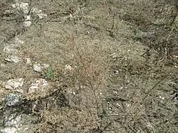 Artemisia scoparia • درمنه شرقی