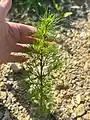 Artemisia scoparia • درمنه شرقی