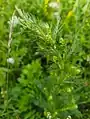 Artemisia scoparia • درمنه شرقی