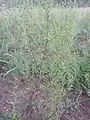 Artemisia scoparia • درمنه شرقی